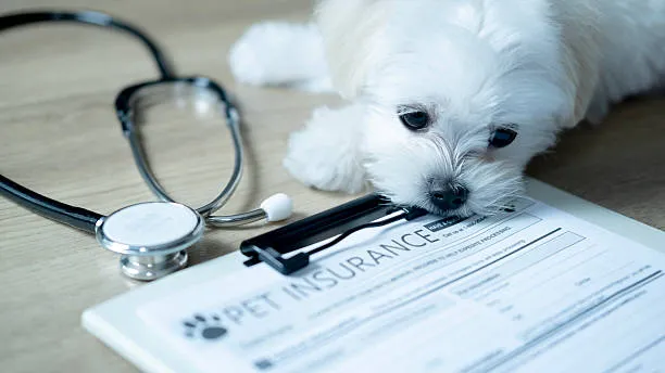 Do All Vets Take Pet Insurance